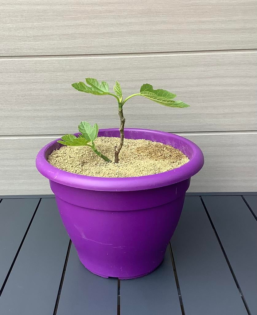 Vijg Ficus Carica “Brown Turkey”, Ophalen, Minder dan 100 cm, Volle zon, In pot
