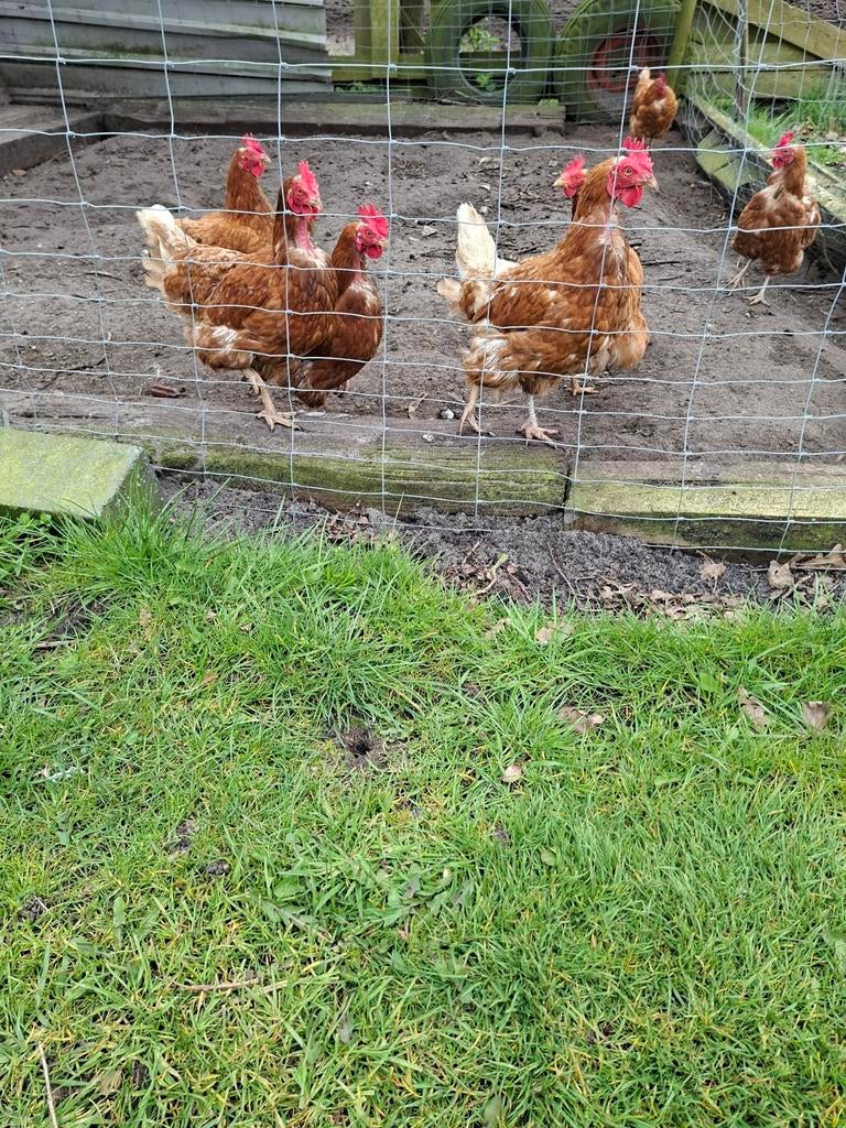 Te koop 6 legkippen, Dieren en Toebehoren, Pluimvee, Vrouwelijk, Kip