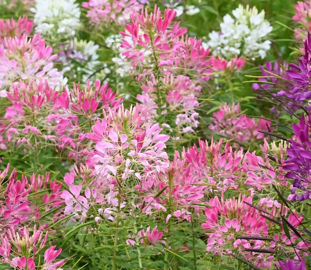 Kattensnor planten zomerbloeiers snijbloem, Ophalen of Verzenden, Overige soorten, Volle zon