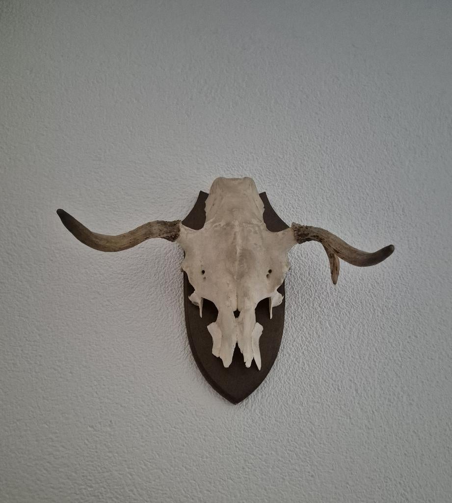 Prachtige Eland Schedel Met Gewei Jacht Mancave f28, Ophalen of Verzenden, Zo goed als nieuw, Hert, Schedel