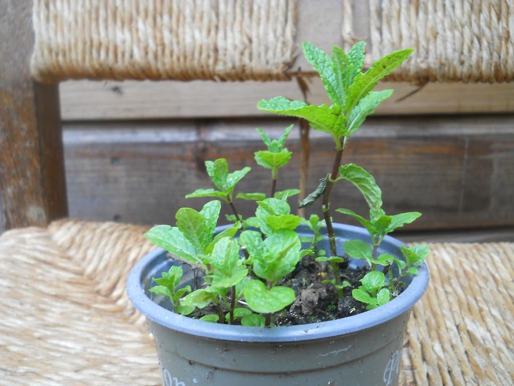 Verse Munt Biologisch, Ophalen of Verzenden, Kruiden, Volle zon