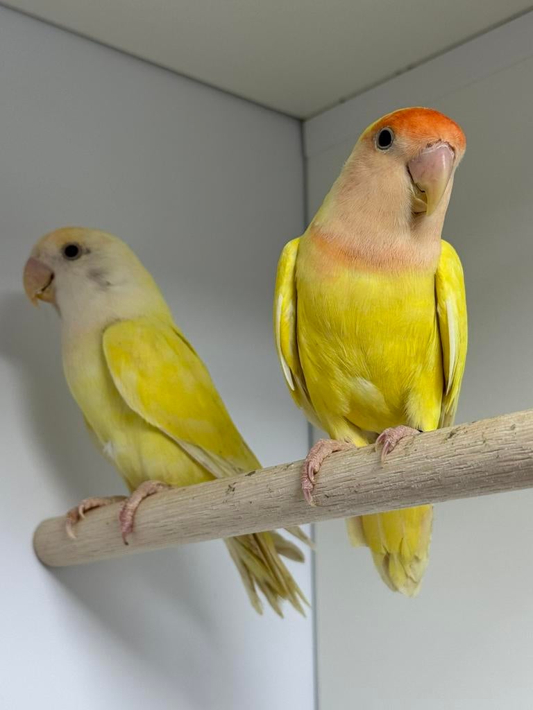 Koppel Agapornis roseicollie dwergpapegaai, Meerdere dieren, Dwergpapegaai of Agapornis, Geringd