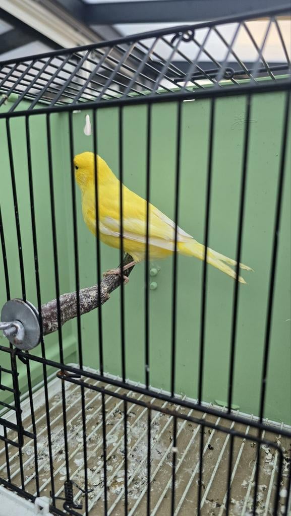 Kanaries XL pop geel, Vrouwelijk, Kleurkanarie