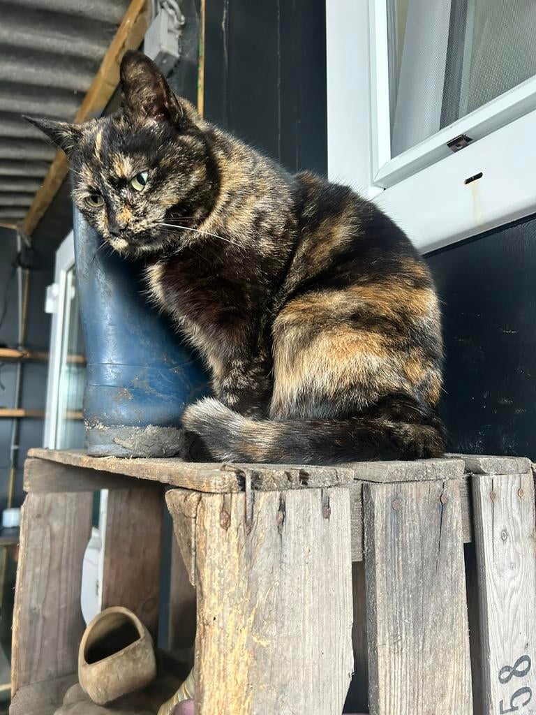 Lieve en sociale schildpadkat, Dieren en Toebehoren, Katten en Kittens | Overige Katten, Poes, Kortharig, 3 tot 5 jaar