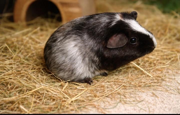Cavia te koop, Cavia, Vrouwelijk, Mei, Tam