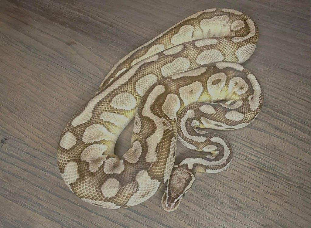 ball python 1.0 Pastel lesser het DG Reticulated Python - male for sale from shirley sterckx