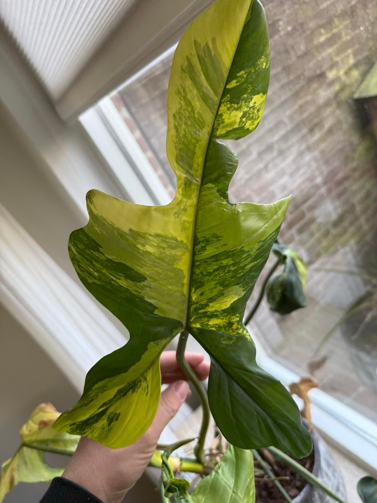 Philodendron Florida Beauty, Ophalen, Vaste plant, Bloeit niet, Halfschaduw