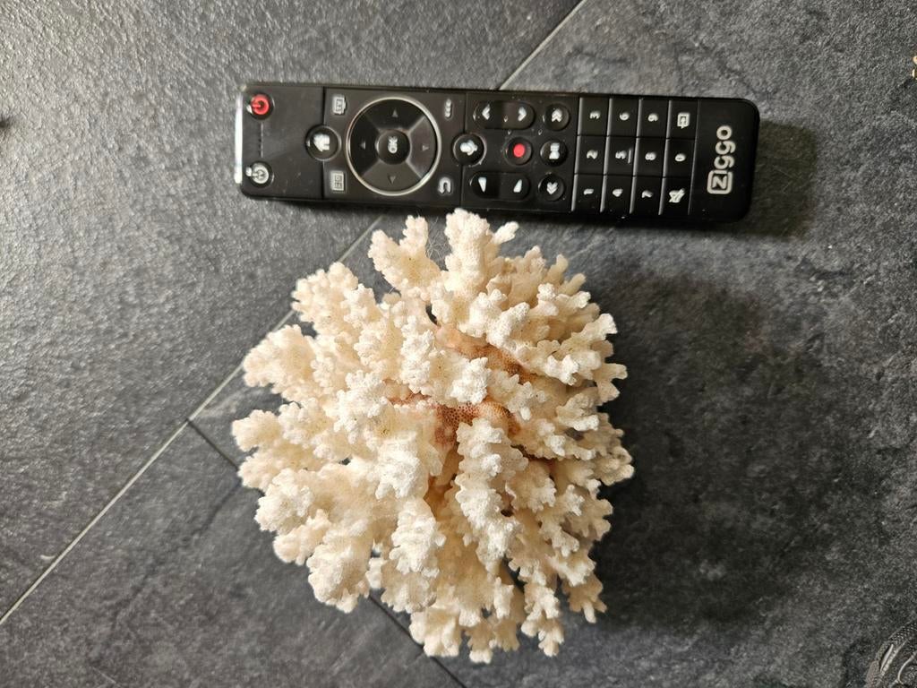 Wit koraal stuk 15x12 cm, Ophalen of Verzenden