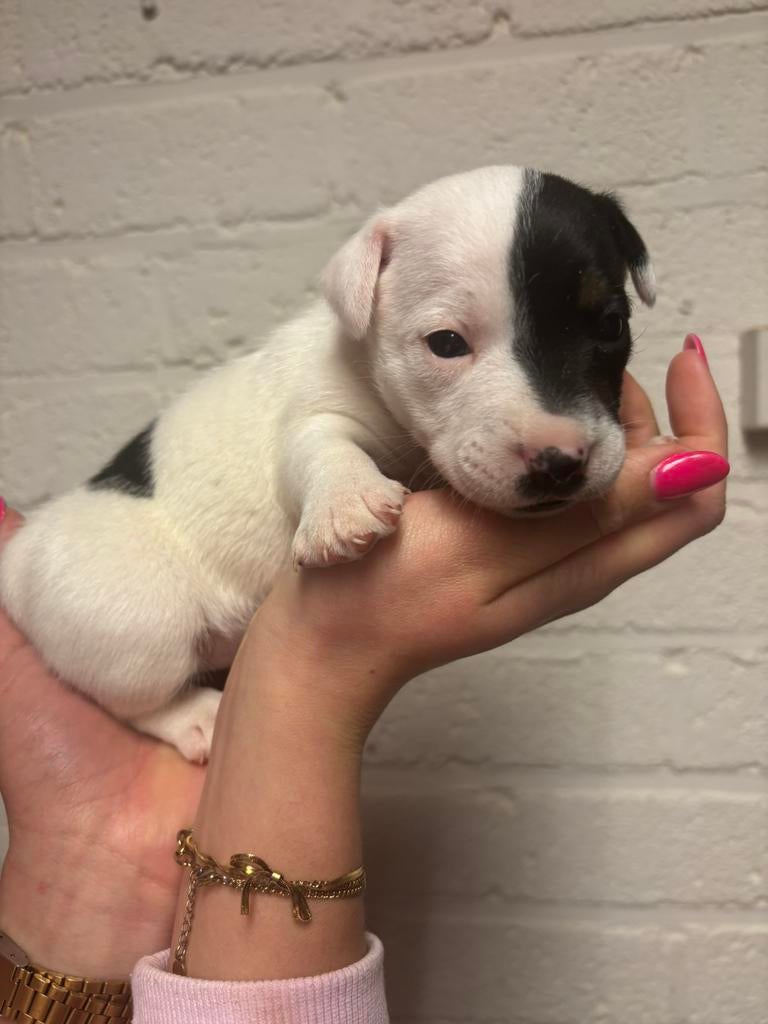Prachtige Blue Merle Jack-Russell pups, Dieren en Toebehoren, Honden | Jack Russells en Terriërs, Jack Russell Terriër, 8 tot 15 weken