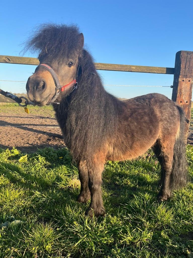 Lieve en brave shetlander hengst met stamboekpapier, Dieren en Toebehoren, Pony's, Met stamboom, Niet van toepassing, Hengst, A pony (tot 1.17m)