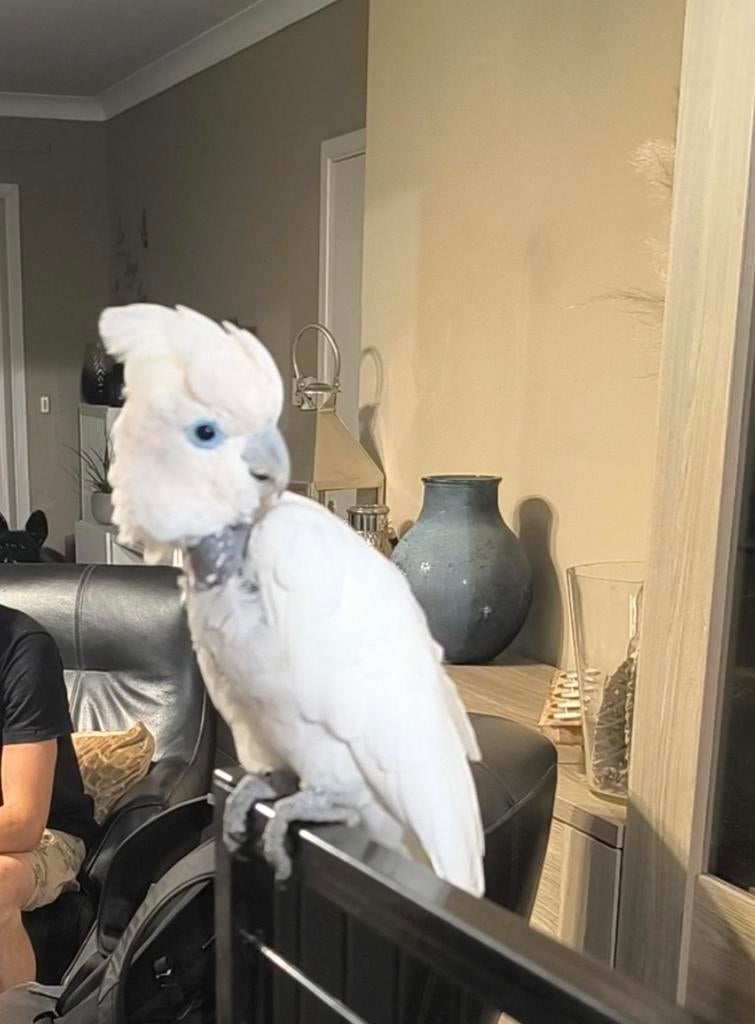 Ducorps kaketoe, Dieren en Toebehoren, Vogels | Parkieten en Papegaaien, Mannelijk, Papegaai