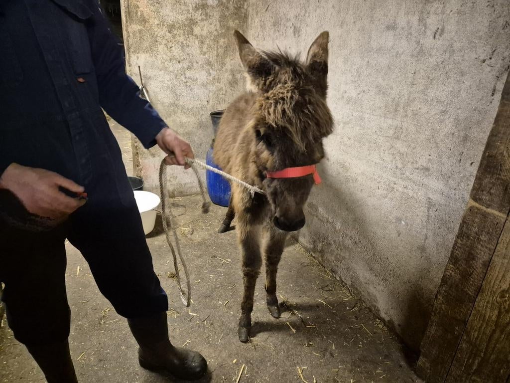 Te koop  ezelmerrieveulen, Dieren en Toebehoren, Overige Dieren, Juni, Vrouwelijk