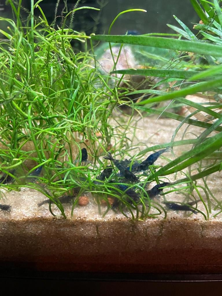 Neocaridina Blue Dream garnalen €1 p/st (min. 10) man/vrouw, Kreeft, Krab of Garnaal, Zoetwatervis, Schoolvis