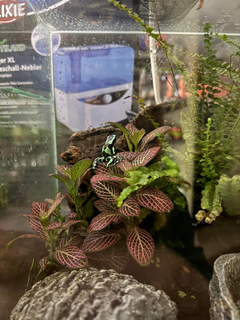 Dendrobates Auratus Costa Rica, 0 tot 2 jaar