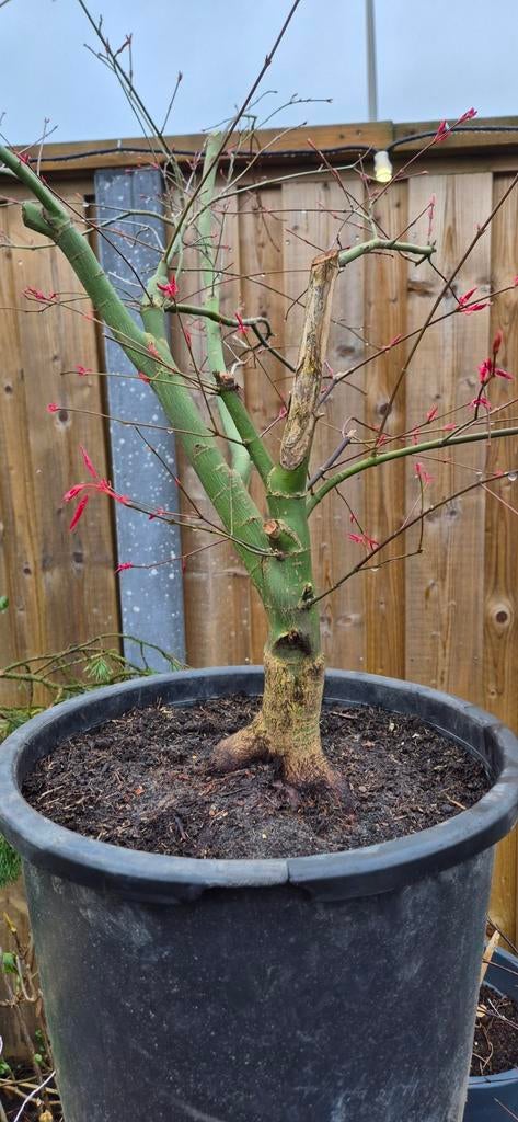 Japanse esdoorn Acer palmatum bonsai, Bloeit niet, Halfschaduw, Minder dan 100 cm, Overige soorten