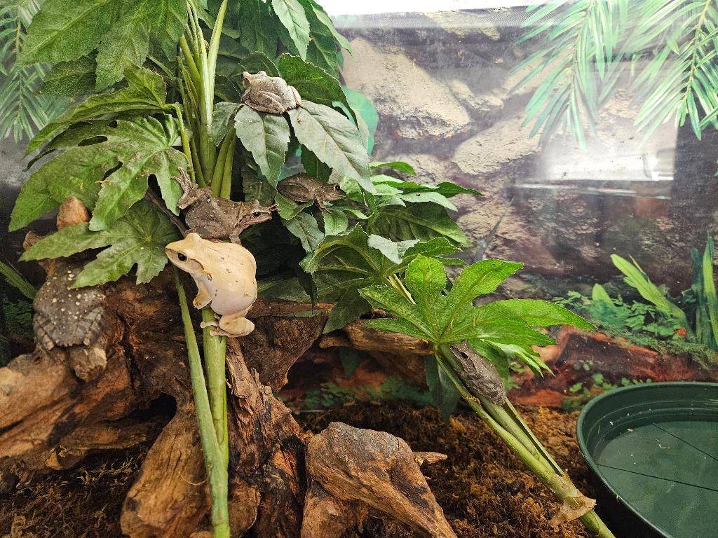 Polypedates Megacephalus Spotpootboomkikker, Amfibie, 0 tot 2 jaar