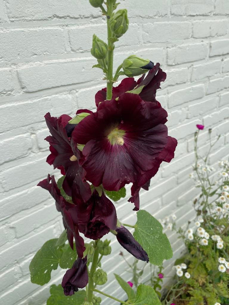 Stokroos zwart-roze-rood roze-oud roze - 2 kleurig, Tuin en Terras, Ophalen of Verzenden, Overige soorten, Halfschaduw