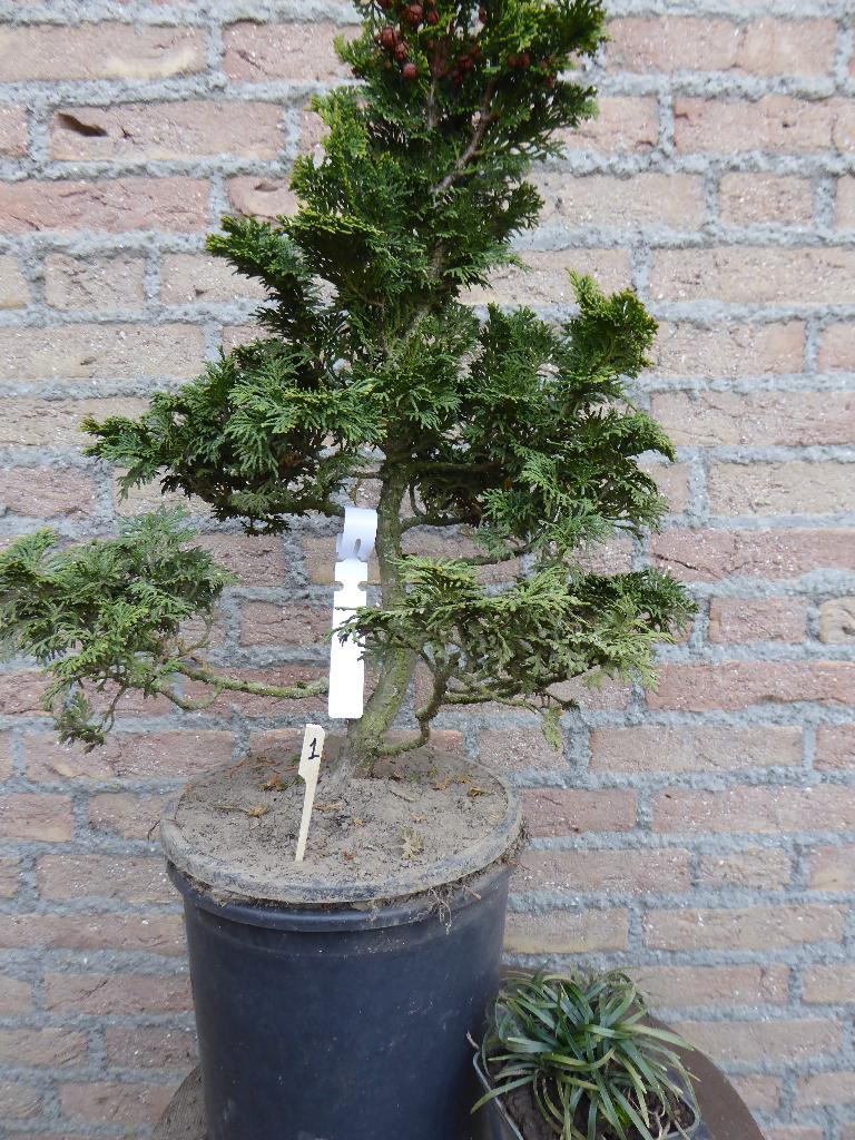 Bonsai: Cham. obtusa 'Nana Gracilis' (Hinoki), Tuin en Terras, Ophalen, Bloeit niet, Halfschaduw, Overige soorten