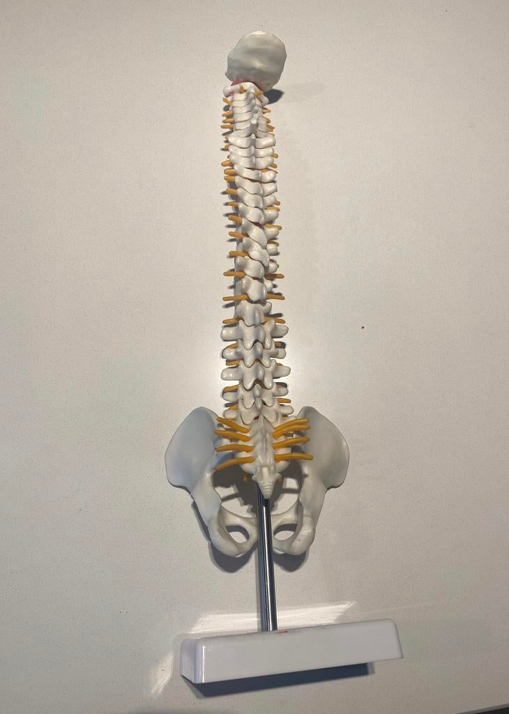 45CM Menselijke Wervelkolom Met Bekken Model, Ophalen of Verzenden, Zo goed als nieuw