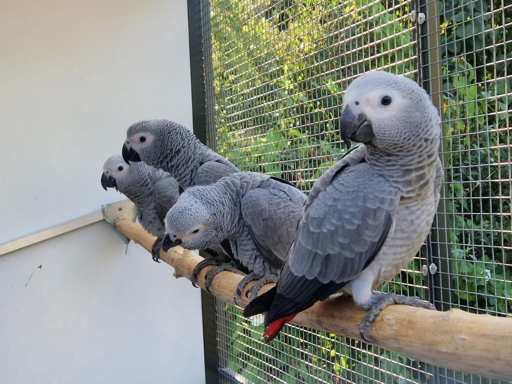 Grijze roodstaart man, 11 maanden, Dieren en Toebehoren, Vogels | Parkieten en Papegaaien, Mannelijk, Papegaai, Geringd