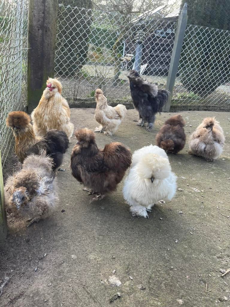 Broedeieren USA zijdehoen in verschillende kleuren, Dieren en Toebehoren, Pluimvee, Kip