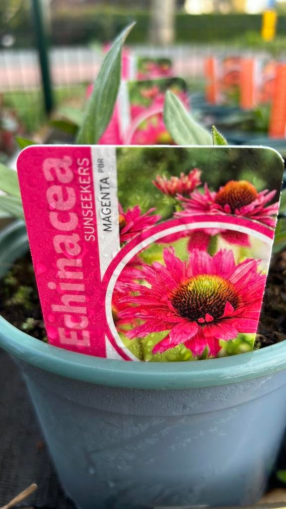 9 soorten aparte Echinacea, Zonnehoed in 17 cm pot, Tuin en Terras, Ophalen, Overige soorten, Volle zon