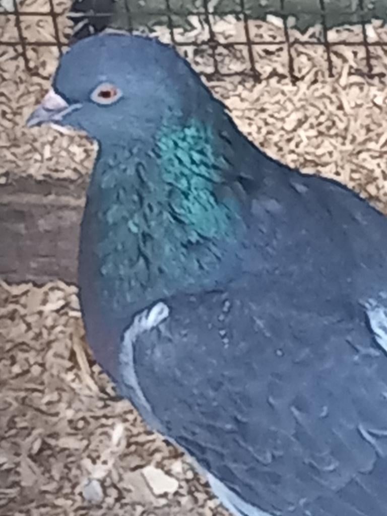 Kropper Hollandse duivin Haagse tilduif, Dieren en Toebehoren, Vrouwelijk, Kropper