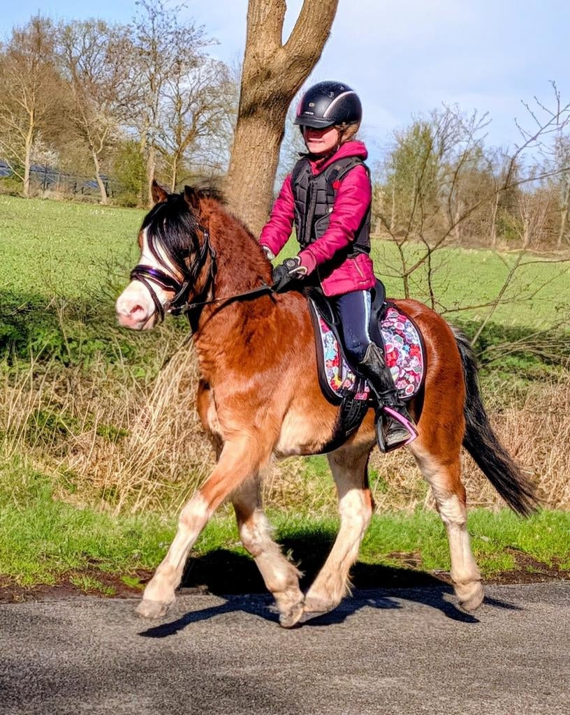 Goed bewegende brave, betuigd en bereden 6 jr, welsh A ruin, Ruin, 3 tot 6 jaar, B pony (1.17m tot 1.27m), Met stamboom