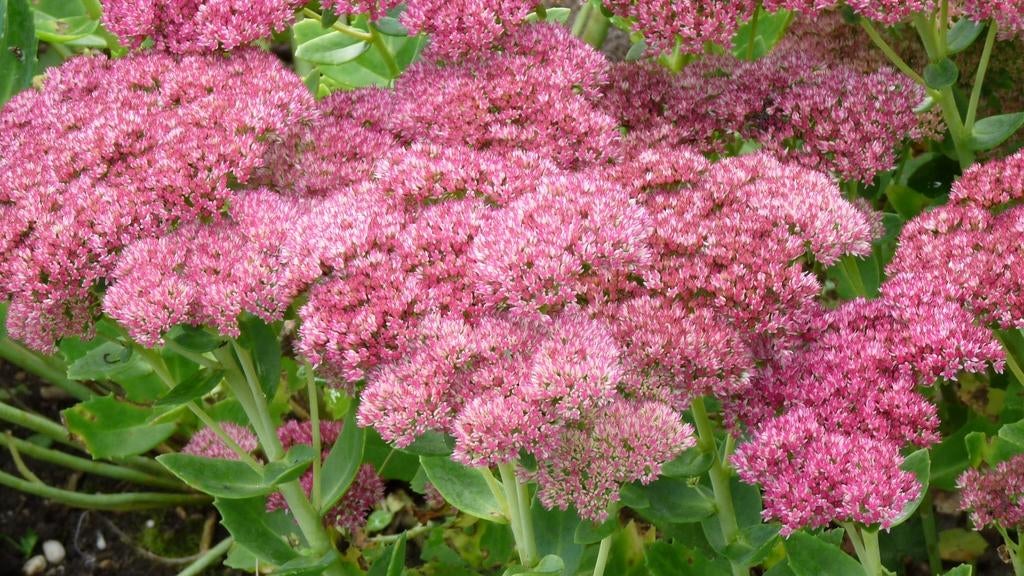 12 sedum Herbstfreude, Hemelsleutel, p9 pot, Ophalen, Vaste plant, Overige soorten, Volle zon