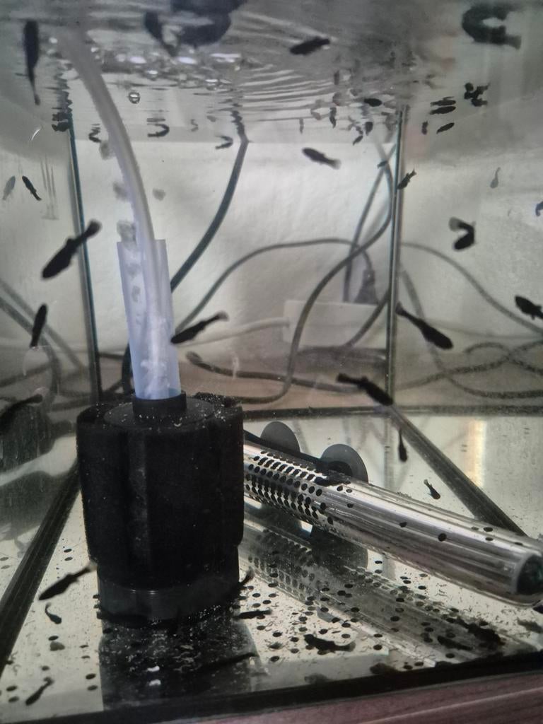 Black molly's, Dieren en Toebehoren, Vis