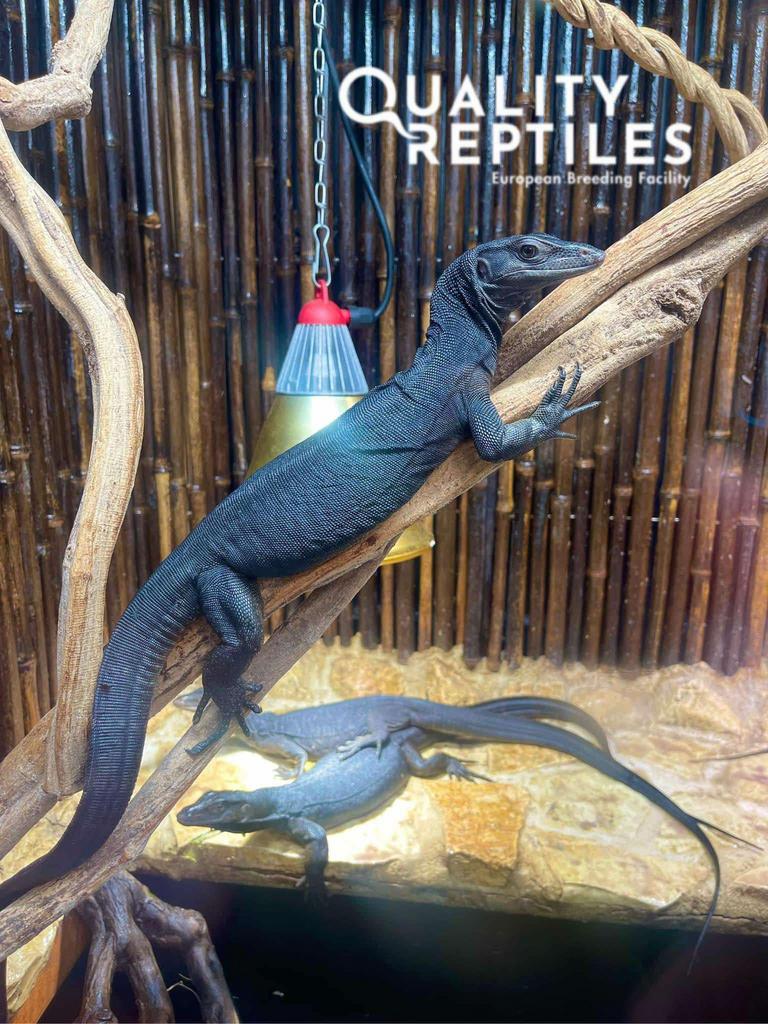 Nakweek 24 en 25 Black dragon - Varanus salvator, Hagedis, 0 tot 2 jaar