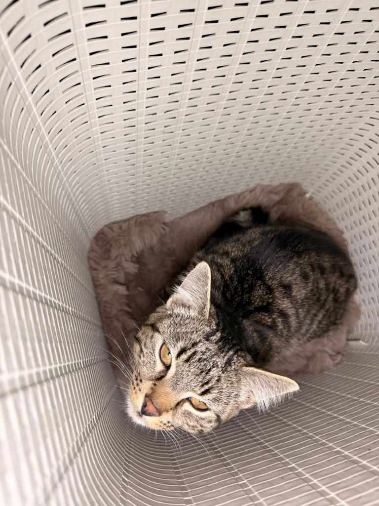 Cyperse kitten, Dieren en Toebehoren, Kater, Kortharig, 0 tot 2 jaar