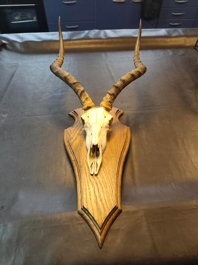 Rode Hartenbeest Trofee, Ophalen of Verzenden