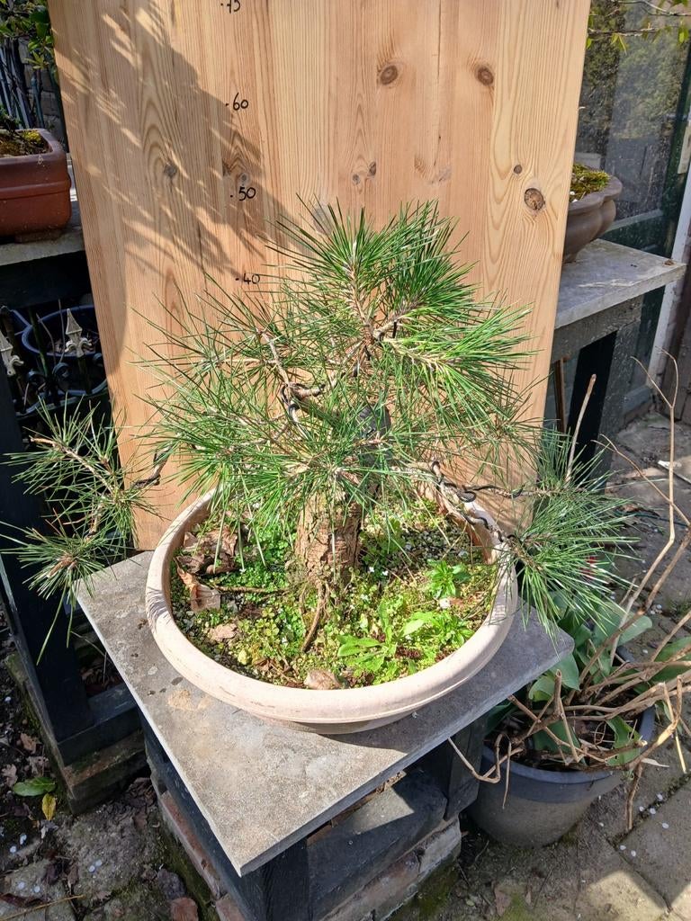 Pre bonsai Pinus thunbergii,  japanse zwarte den., Ophalen of Verzenden, Rond, Steen, Minder dan 30 cm