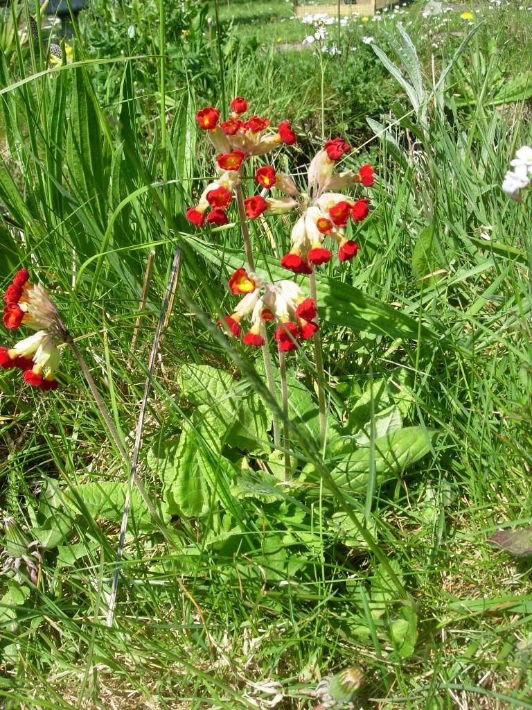 primula veris roodgeel, Ophalen, Vaste plant, Overige soorten, Volle zon