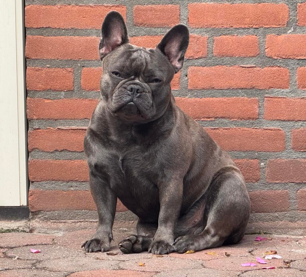 Franse bulldog 1,5 jaar! gouden mandje gezocht.!, Dieren en Toebehoren, Honden | Bulldogs, Pinschers en Molossers, Reu, Bulldog