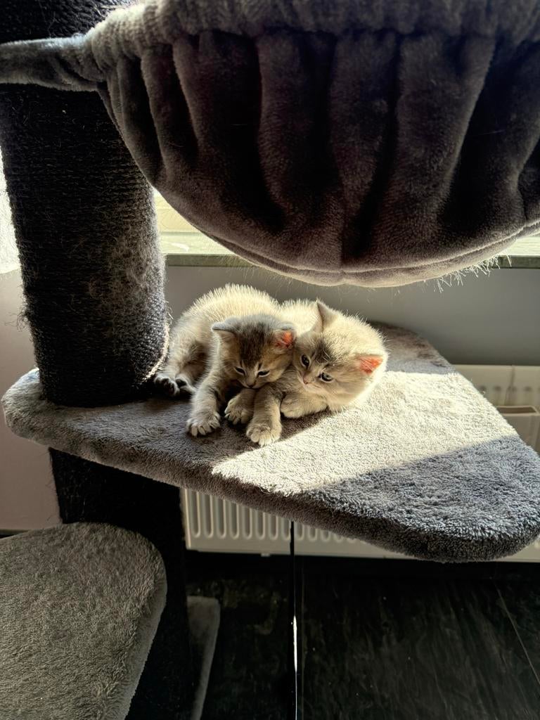 British shorthair kitten, Dieren en Toebehoren, Katten en Kittens | Raskatten | Korthaar, Meerdere dieren, Ontwormd, 0 tot 2 jaar