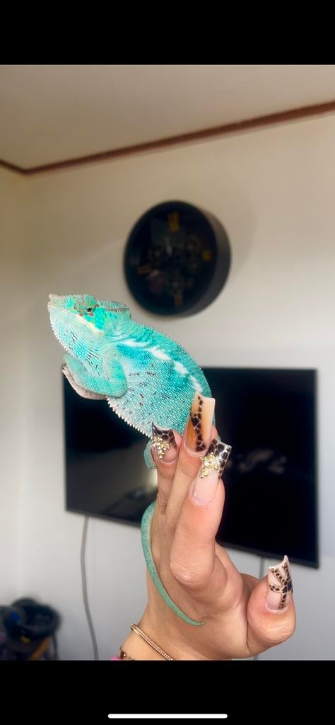 Furcifer pardalis 1.0 Chameleon - male for sale from Liliën