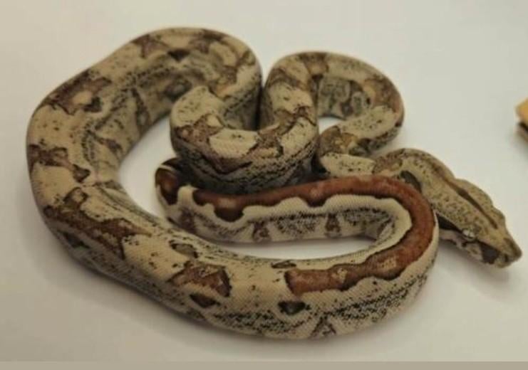 Boa constrictor imperator 2025, Hypo jungle66% Leopard66 %, Dieren en Toebehoren, Slang, Tam, 0 tot 2 jaar