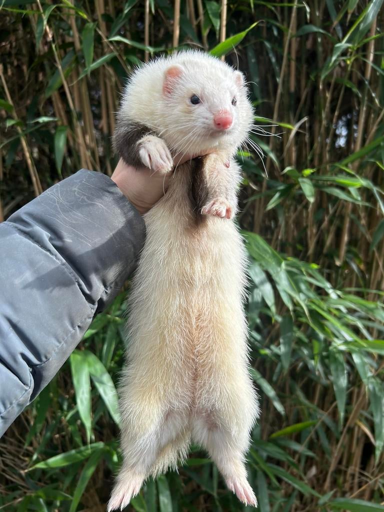 Fret, Mei, Vrouwelijk