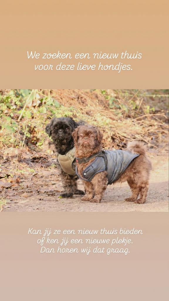 2 Shih Tzu reutjes - 7 jaar - stamboom, Dieren en Toebehoren, 6 jaar of ouder, Meerdere, Nederland, Particulier