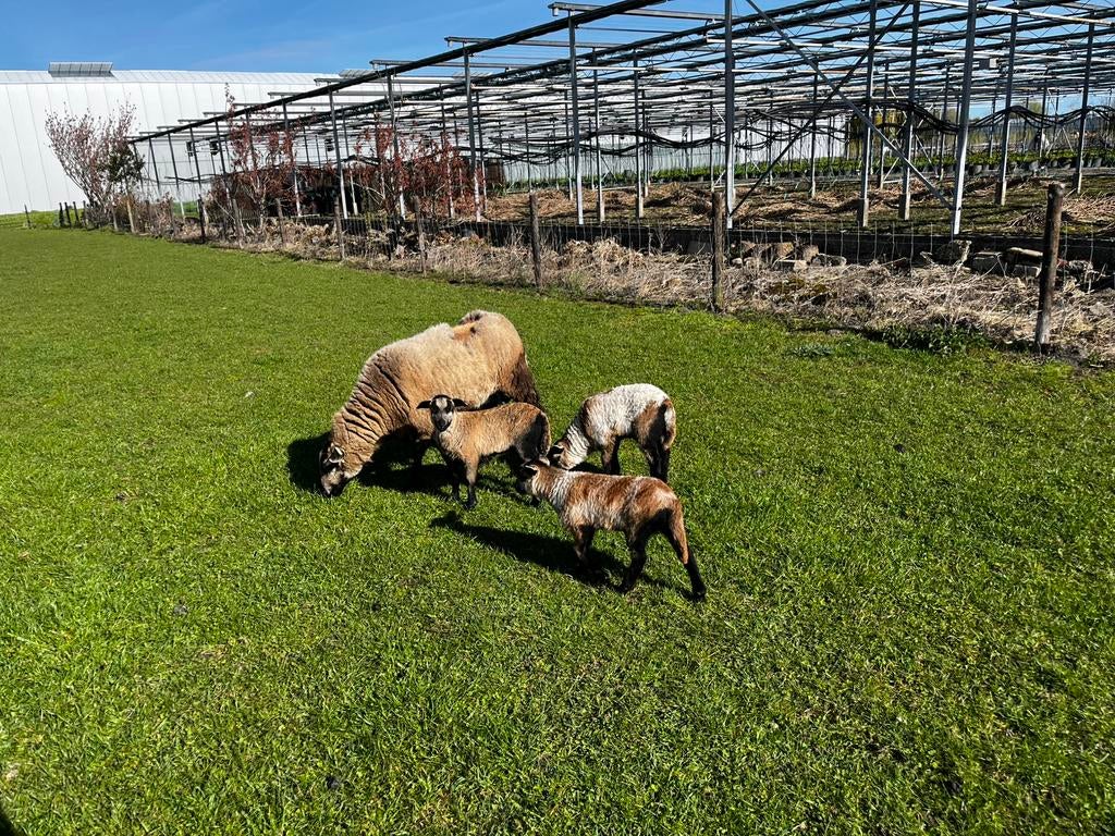 Maasduinen lammeren te koop evt met moeders, Dieren en Toebehoren, Vrouwelijk, Schaap