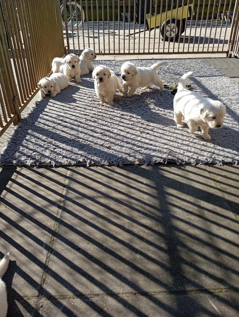 Golden Retriever Pups- Zorgvuldig Gefokt met Stamboom, Dieren en Toebehoren, Honden | Retrievers, Spaniëls en Waterhonden, Golden retriever