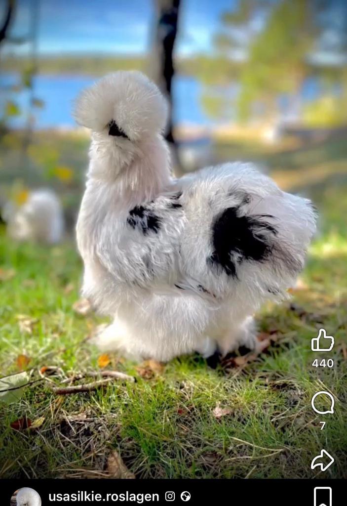 Toom zijdehoenders USA SILKIE aangeboden!, Meerdere dieren, Kip