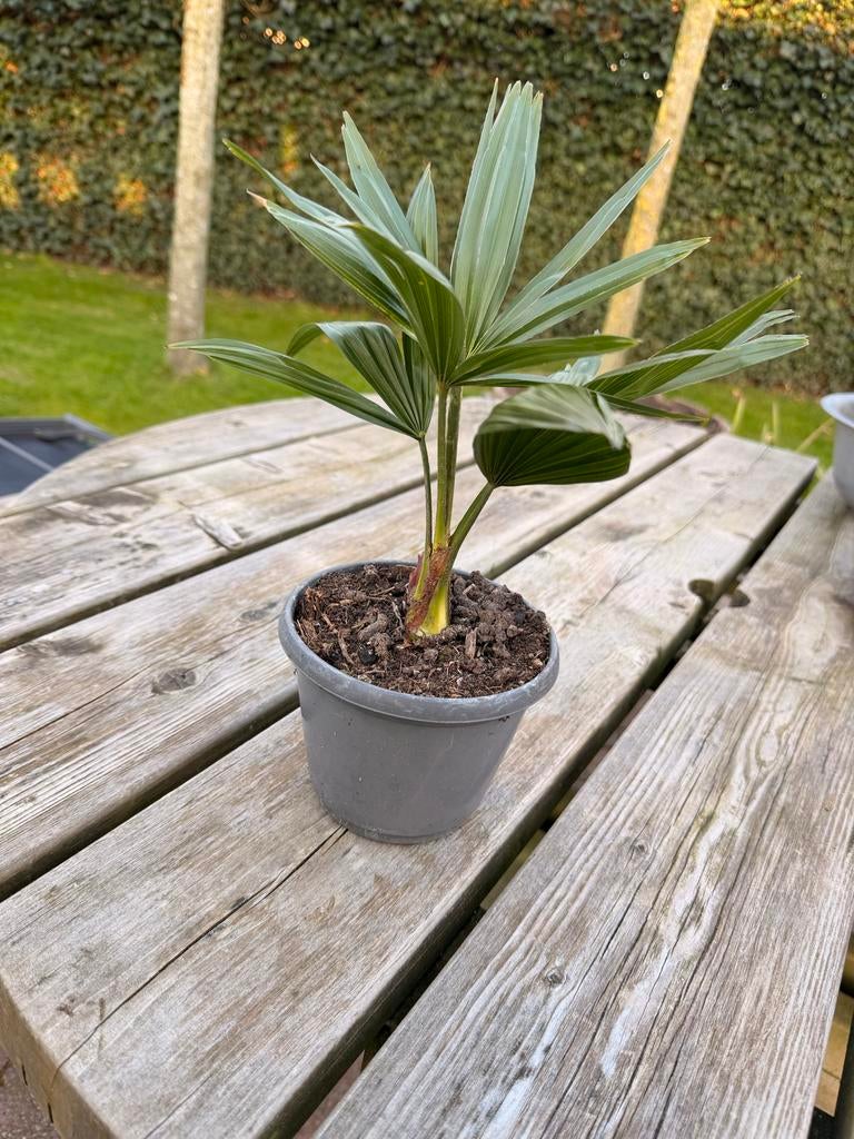 Palmboom - winterhard - TRACHYCARPUS, Volle zon, Vaste plant, Bloeit niet, Ophalen