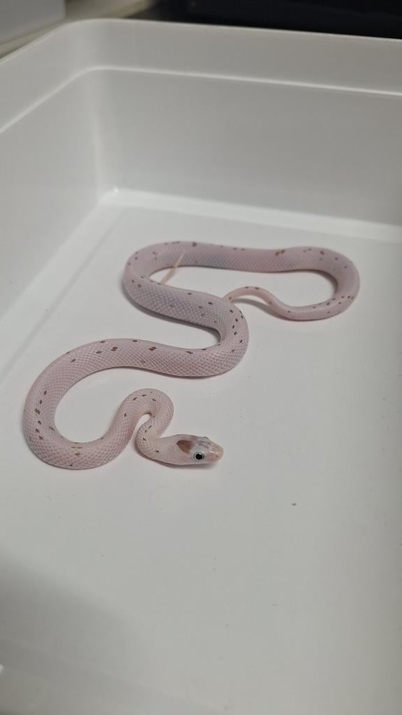 x.x palmetto 2025 korenslang Corn Snake - female for sale from Aztec