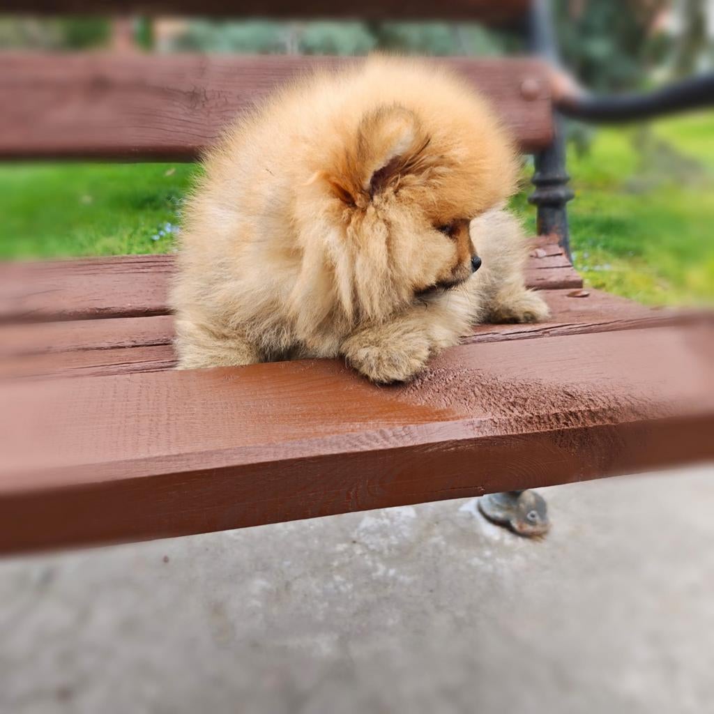 Pomeriaan pups, Dieren en Toebehoren, Particulier, 15 weken tot 1 jaar, Reu, Buitenland