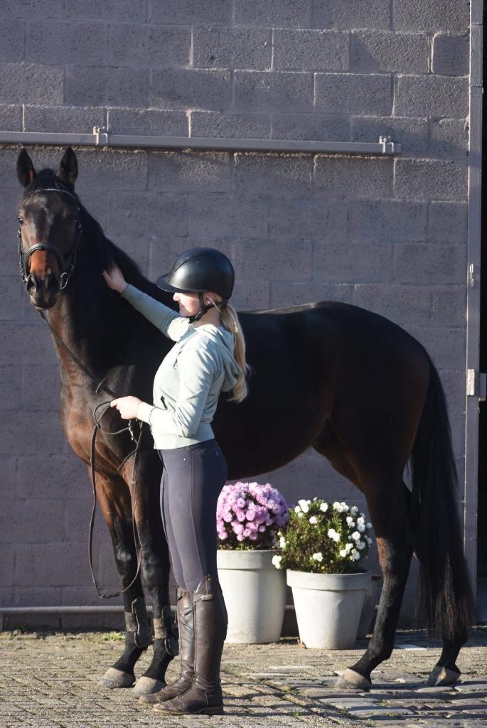 Bloedmooie, SUPERbrave, correcte rijpaardruin, Met stamboom, Ruin, 3 tot 6 jaar, L