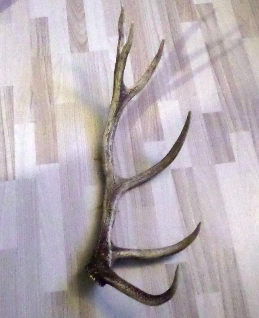 Geweistang, Verzamelen, Dierenverzamelingen, Ophalen, Hert, Gewei of Kop