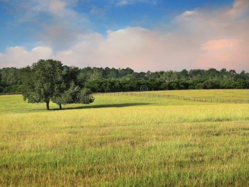 Stalling gezocht, Dieren en Toebehoren, Stalling en Weidegang, Stalling